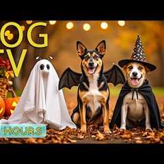 DOG TV: Best Videos Relax & Anti-Stress to Keep Dogs Calm All Day When Home Alone - Music for..