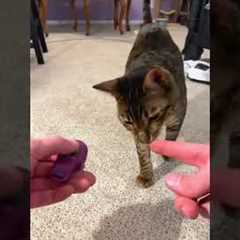 How I shoulder trained my cat 🐈