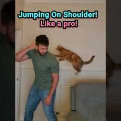 Shoulder Train Your Cat in 3 Easy Steps! #shorts