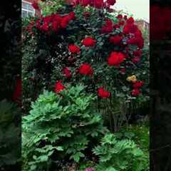 Easy Gardening Hacks for Beginners