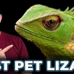 Garden Lizard, The Best Pet Lizard You Never Heard Of!