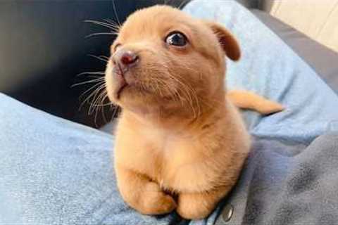 You Will Die Laughing At These FUNNY PUPPIES 🤣 Funny Animals Video