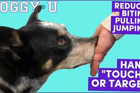 Hand Touch for Loose Leash Walking, Recall, Reducing Puppy Biting &amp; Jumping: Hand Target..