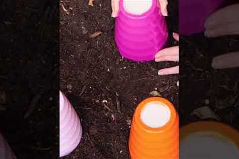 Forget the Old Wives Tales: Gardening Myths Revealed