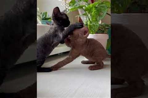 Adorable Baby Cats: Training Tips and Funny Moments!