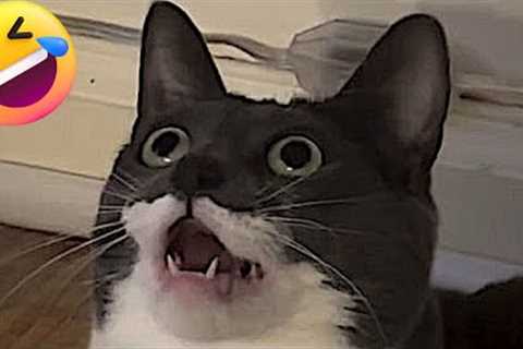 The Funniest Cat Talking Moments😹Funny Cat Videos