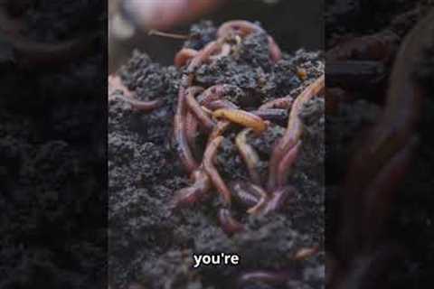 6 Gardening Myths You Still Believe!