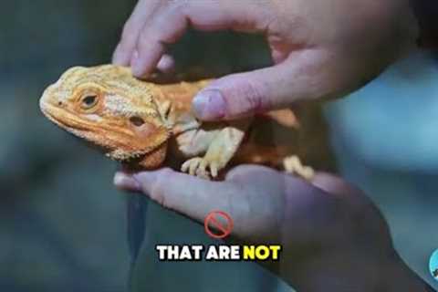 Low Maintenance Exotic Pets That Won't Drive You Bananas