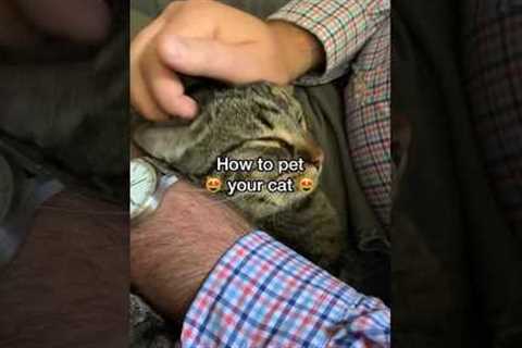 How to pet a cat (the RIGHT way!)