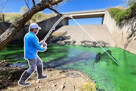 I Found a GIANT Fish living in a TINY CREEK!!!