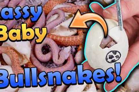 *Snow* Bullsnakes Hatching!