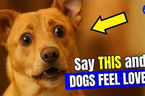 6 Words That Make Your Dog Know You Love Them (Instantly!) | Smart Dog