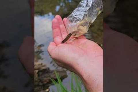 Makeshift trap for catching minnows to use as fishing bait. Or to eat