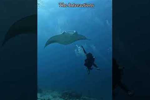 Exploring the 27 dive sites of Addu Atoll, Maldives #Travel #Diving