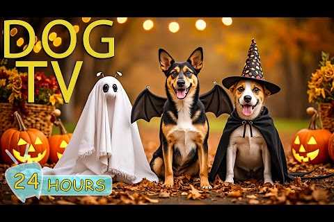 DOG TV: Best Videos Relax &amp; Anti-Stress to Keep Dogs Calm All Day When Home Alone - Music for..
