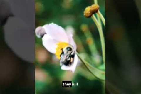 3 Gardening Myths That Are Killing Your Plants(Debunked!)