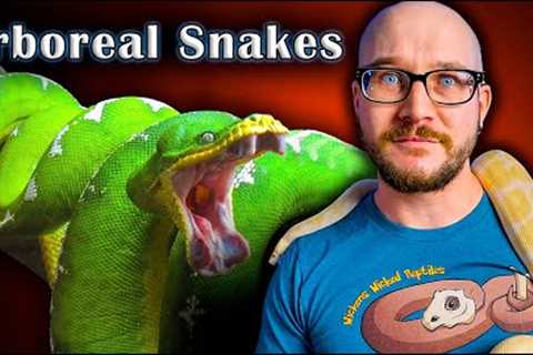Top 5 Arboreal Snakes That Make GREAT Pets!