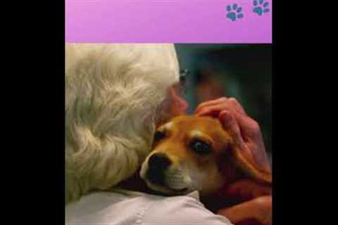 Cute Puppies 😍- Puppy &amp; Dog Training Tips Ep.32 #shorts