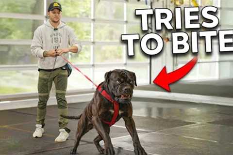 The Most AGGRESSIVE Dog I’ve Dealt With…