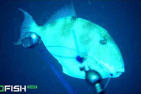 Crazy Triggerfish Bite and Underwater Footage | GoFish Camera