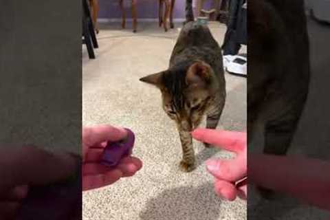 How I shoulder trained my cat 🐈