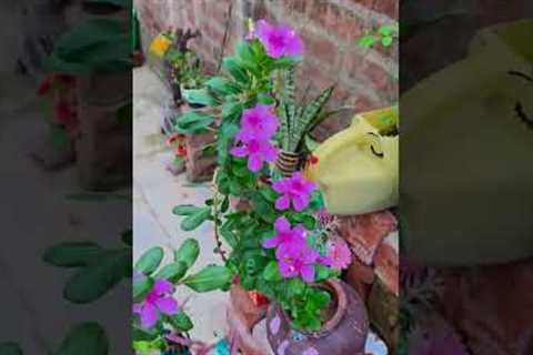 I Tried 9 Home Gardening Hacks from TikTok