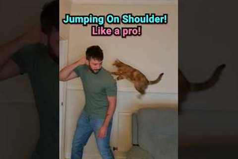 Shoulder Train Your Cat in 3 Easy Steps! #shorts