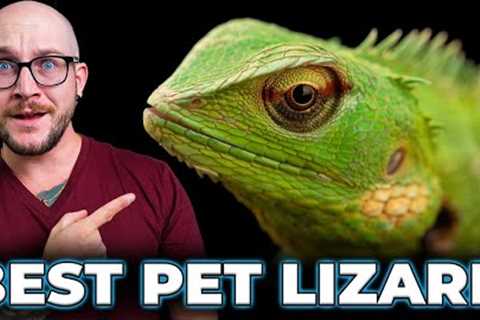 Garden Lizard, The Best Pet Lizard You Never Heard Of!
