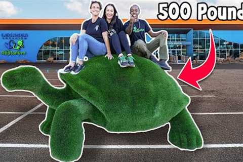 I Bought a 550 Pound Tortoise For My Reptile Zoo!