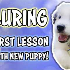 Training a puppy to follow a lure - Puppy Training
