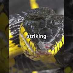 Top 5 Best Pet Snakes for Beginners 🐍 | Easy & Low-Maintenance Reptiles #petcareprovider #snake