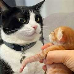 Cat Being Over Dramatic for Kitten 🤣 Funny Cat Videos 2025