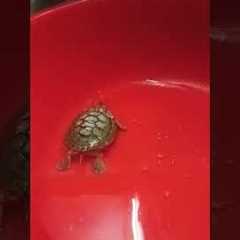 #DIY pet toys, #Funny animal videos#Pet training tips#Cute animal compilation#Exotic pets showcase