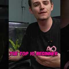 Top 10 Beginner Freshwater Fish #aquarium #fish #aquariumhobby #top10 #aquariumfish