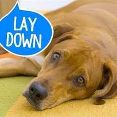 How to Teach a Dog to Lay Down | Chewy