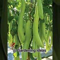 Gardening ideas for home | Gardening Hacks you must know | grow a garden |Gardening ideas #shorts