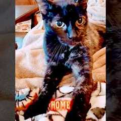 My Hobbies Are #catshorts #halloween #happyhalloween #hobbies #hobby #cat #orangeandblack