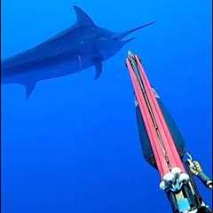 Spearing a GIANT 500lb Marlin #fishing #viral #explore #nature #fish #marlin #spearfishing #trending