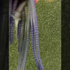 👉 DIY Custom Bass Worms: Craft Your Own Fishing Lures 🎣 #custombaits #bassfishing #smokinbaits