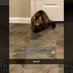 Cat videos ❤️ Kitten meowing 🐈‍⬛ # #4795