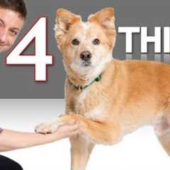 If Your Dog can Shake You Won't Believe What Else He can Do!