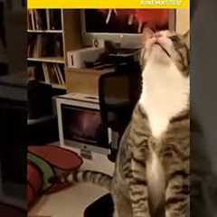 How to train your cat | Cat tricks | Cat training | #shorts #cat #cutecat #viral #nicecat