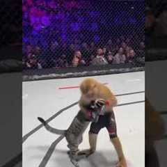 Big Fight cat VS Monkey #ufcanimalfight #soraai #sora #shorts #shortsfeed #trending #animalfights