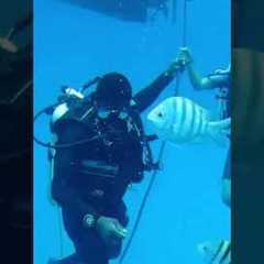 Scuba Diving #royaltoursvacations #experience #discover #explore #adventure #travel #caribbean