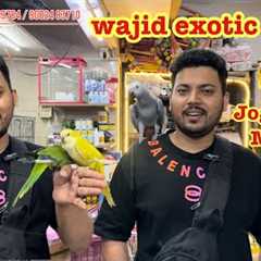 wajid exotic new update video exotic birds available #exotic #birds #conure #parrot #lovebirds 