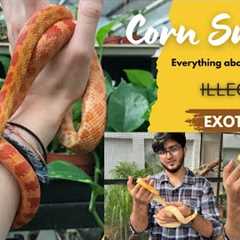 Corn snake 🐍 as a pet in India 😳Telugu | Hyderabad exotic pets | Hyderabad hamsters
