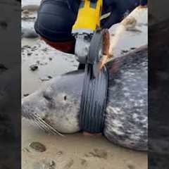 Stranded Seal Saved from Entrapment by Scuba Diver! #rescue#animals#wildlife