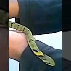 This Snake Can be Your Pet! #snakes  #animalrescue #pets