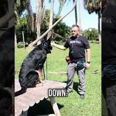 How to Teach Your Dog to Lay Down on Command (FAST!)