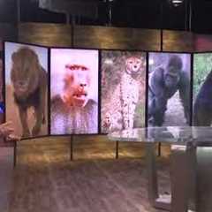 Popular exotic pets in Texas